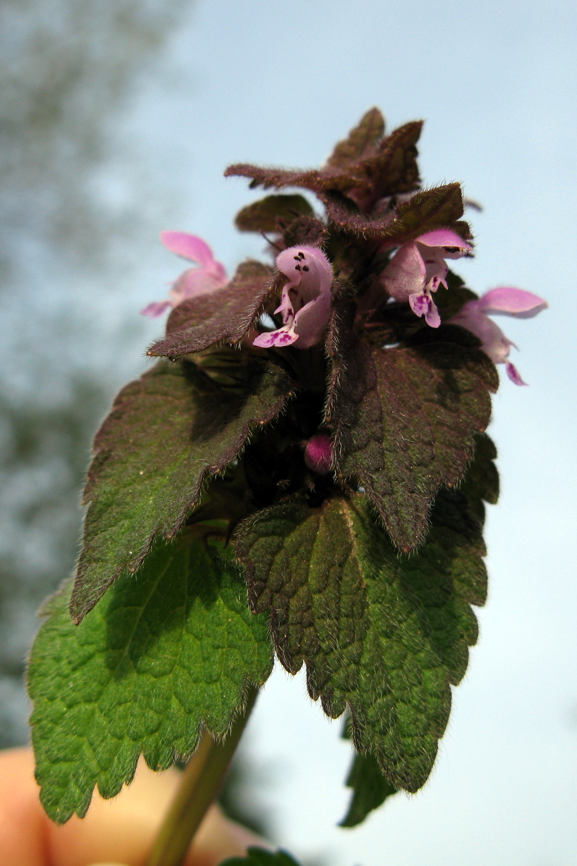 Purple Deadnettle flowerhead Bancroft April 2010